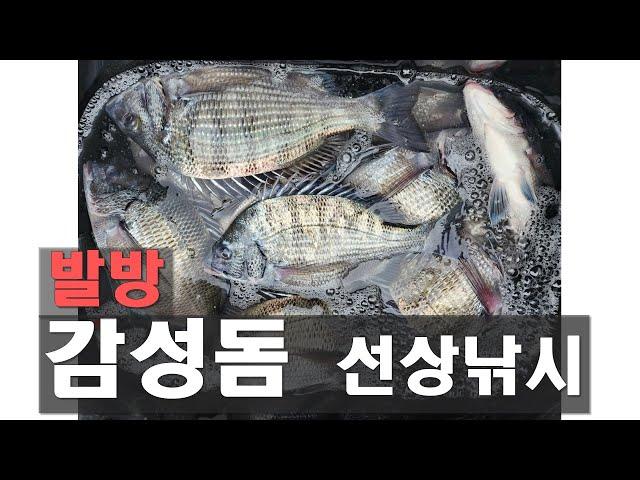 "삼천포발방" 감성돔 지금은 선상이 차선책 !! (고기많음)