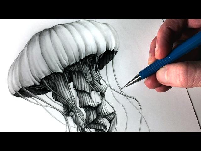 How to Draw a Jellyfish