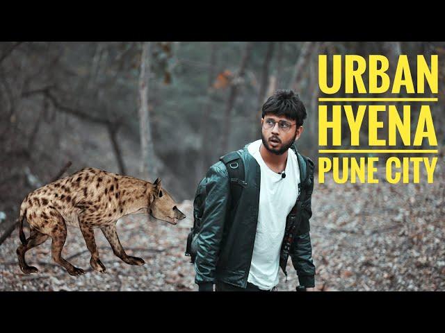 Indian Striped Hyena | Urban Hyena | Hyena in Pune City