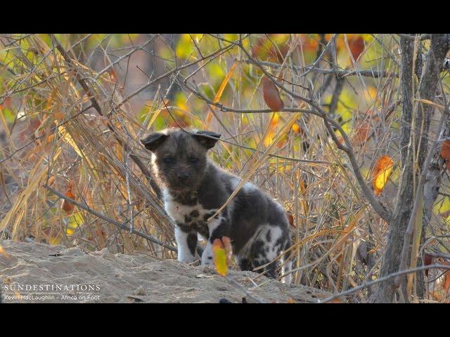 African wild dogs feed their pups