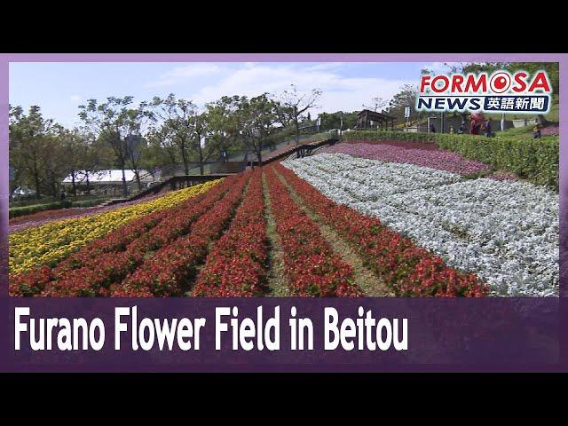 Beitou recreates Furano flower field｜Taiwan News