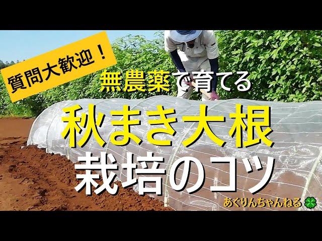 【大根の育て方】種まきと害虫対策【有機農家直伝！無農薬で育てる家庭菜園】