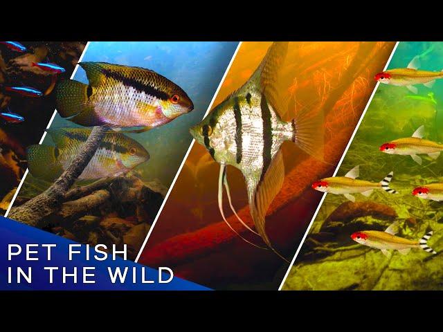 Where Your Pet Fish Live in the Wild—DIVE INTO THE AMAZON RAINFOREST!