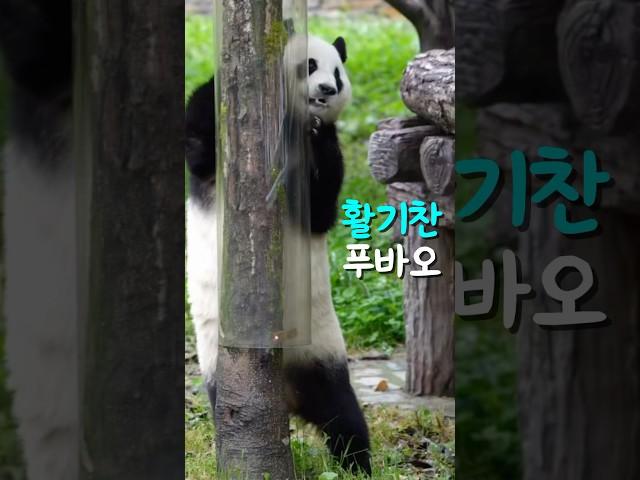 에너지 넘치는 푸바오의 모습  
