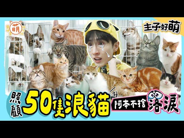 阿本前進愛貓協會！看見50隻傷痕累累的浪貓當場淚崩：牠們值得被更多的愛守護！【 主子好萌 】 萌寵明星粗乃玩 @haveapetday