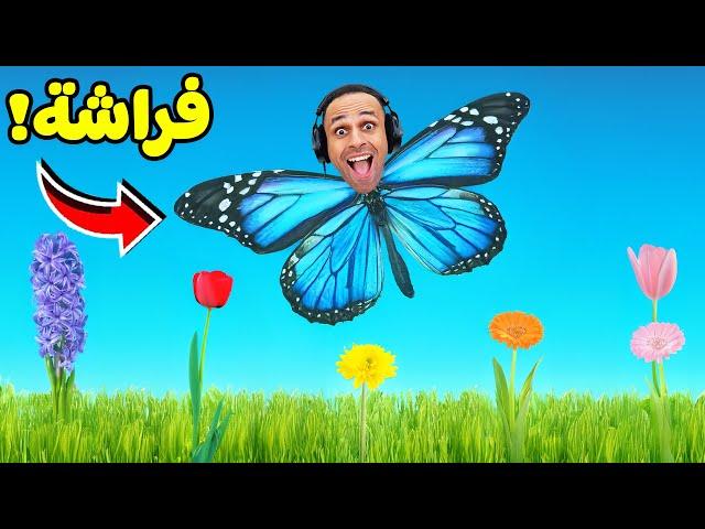 دورة حياه الفراشه | Nature And Life - Drunk On Nectar !! 