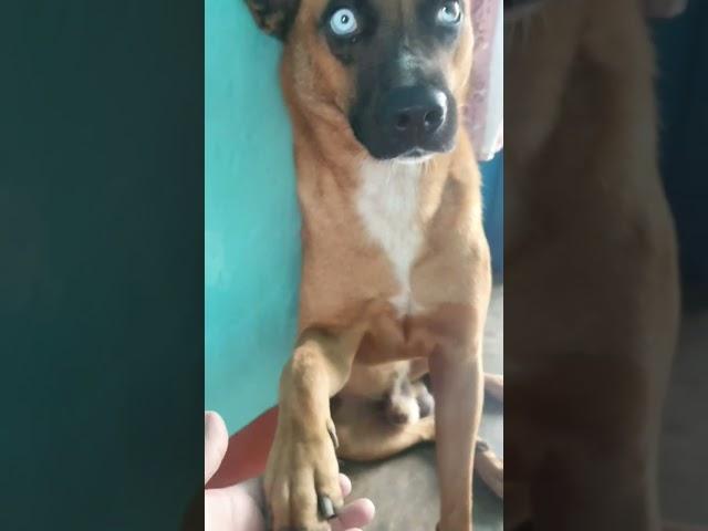 A pampered Dog #shorts #dog #pampereddog