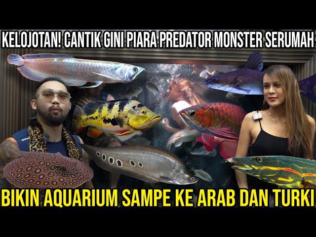 KELOJOTAN! CANTIK GINI PIARA PREDATOR MONSTER SERUMAH, BIKIN AQUARIUM SAMPE KE ARAB DAN TURKI