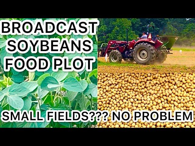 SMALL BROADCAST SOYBEAN FOOD PLOT...HOW TO DO IT!!!