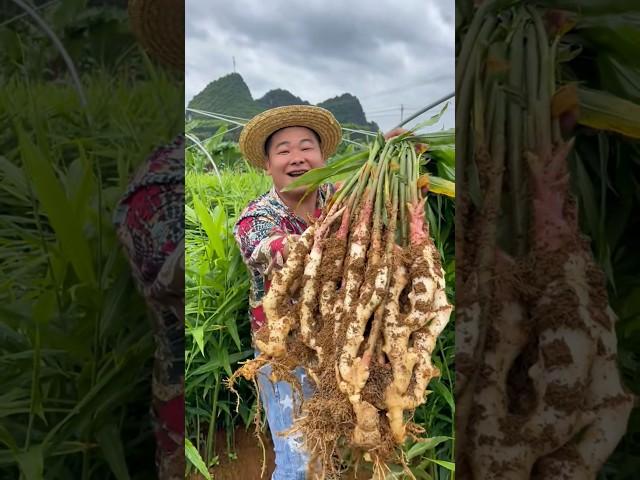 Grow fresh ginger easily, just loosen the soil and pull it out。       輕鬆種出鮮嫩生薑，只需鬆散土壤，一拔就出