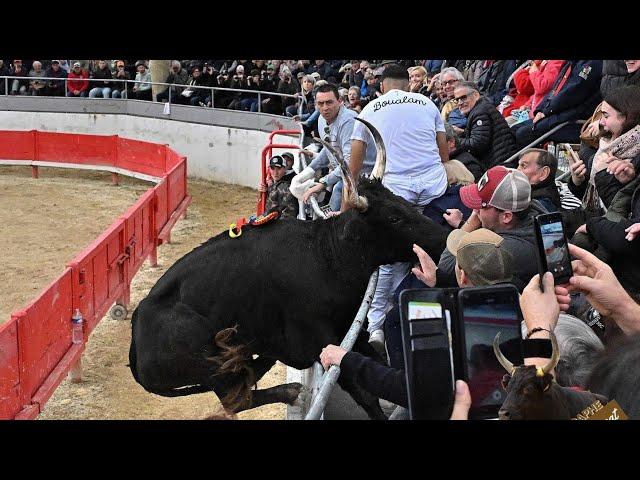 JONQUIERES ST VINCENT - Les taureaux de la manade de Mejanes on des ailes  (12/11/2023) 