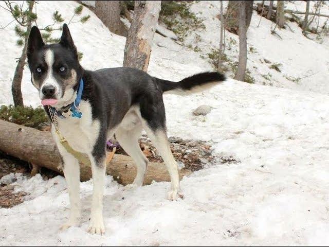 American Pitbull Terrier & Husky Mix : The Pitsky Dog