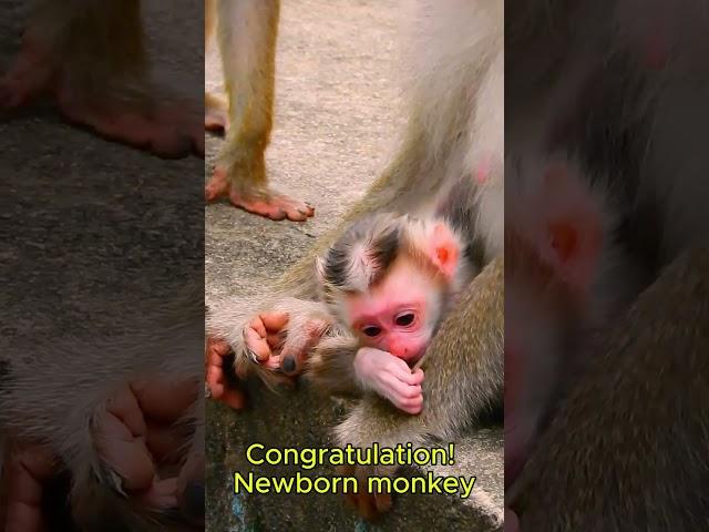 Congratulation! Joyce gave a birth..!!! #monkey  #short #monkeys #animals