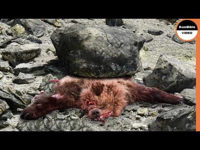 A Massive Stone Took The Life of a Mother Bear