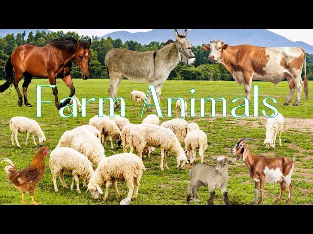 Farm Animals: Sheep, goats, horses, peacocks, golden dogs, dairy cows, crocodiles, birds, flamingos