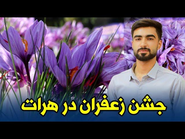 گزارشی از نهمین جشنواره زعفران هرات؛ طلای سرخ افغانستان در اوج شکوفایی