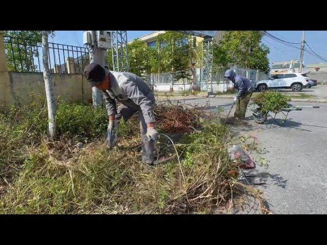 Sidewalk Transformation | Mowing Grass and Cleaning for a Fresh New Look
