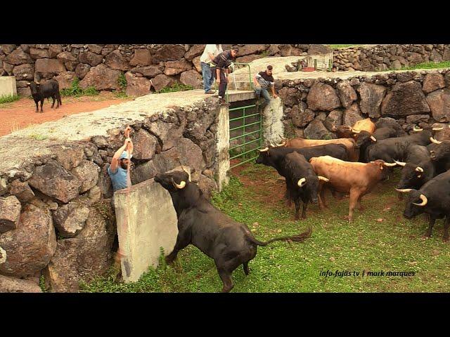 “Apartar de Touros” – Ganadaria AA – Álvaro Amarante – Ilha de São Jorge