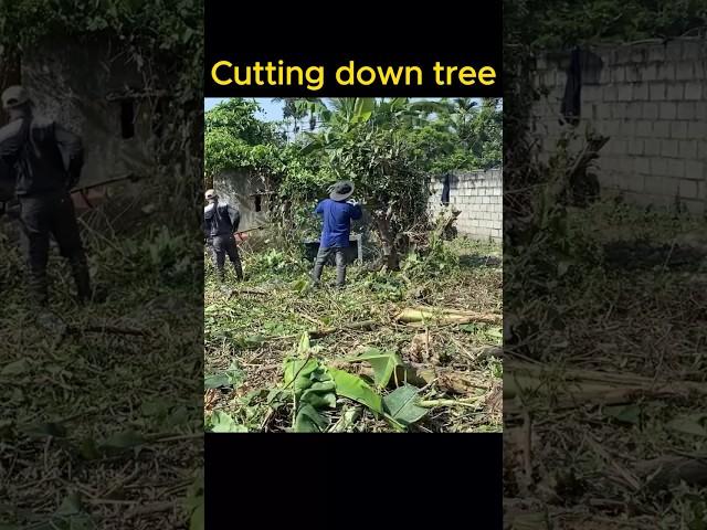 Cutting down trees, clean up house