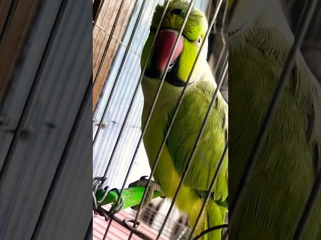 you are a  baby #thebluechicken #indianringneck #funnyanimals #parrot #cutepets