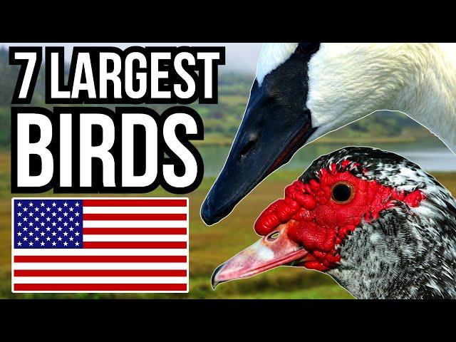 7 Of The Largest Birds That Can Be Found In The USA