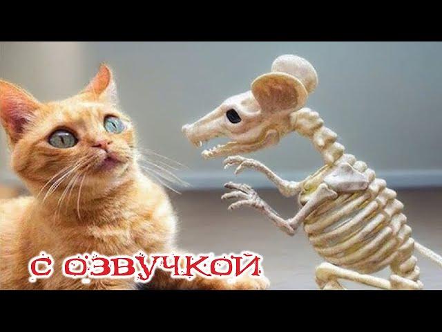 Приколы с котами! С ОЗВУЧКОЙ! Смешные коты! Самые смешные животные на планете!