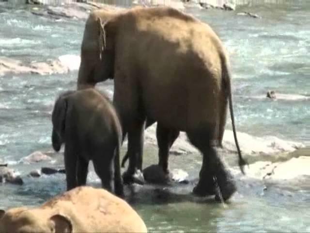 Pinnawela elephant orphanage in Sri Lanka 3.wmv