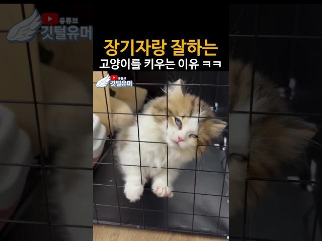 고양이를 키우는 진짜 이유 ㅋㅋㅋㅋㅋ