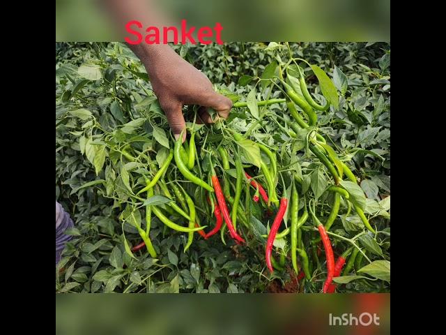 SAIVI SEEDS, SANKET