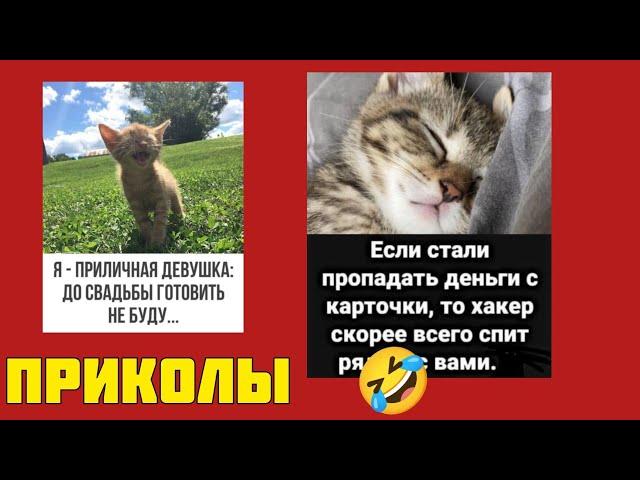 Нам бы день промурчать  — да ночь проваляться, смотрите смешные картинки мемы котики приколы  