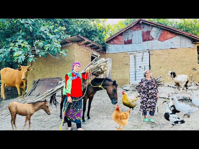 Collecting Wood with Grandma & Building a Wooden Fence in Village