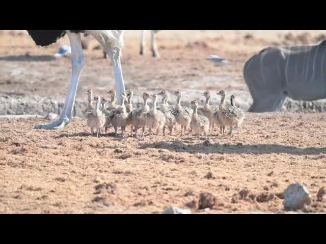 Ostrich chicks - Etosha Birding #birdwatching