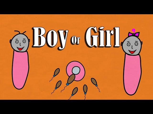 What decides the gender of a baby ?