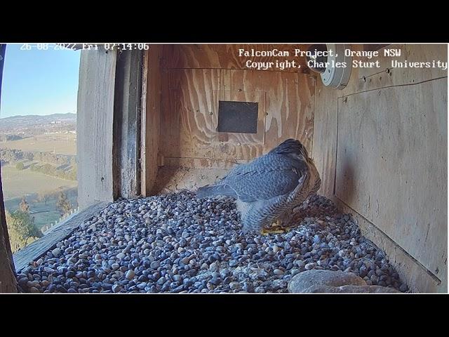 FalconCam 2022 08 26 Diamond lays first egg for 2022