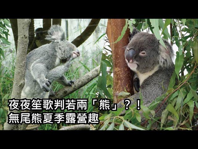 夜夜笙歌判若兩「熊」？！無尾熊夏季露營趣