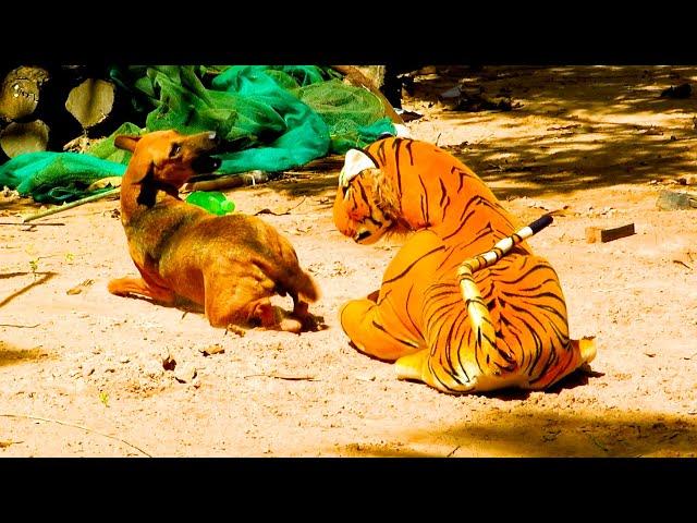 Funny tiger prank dog  fake Lion and Fake Tiger Prank To dog | Videos