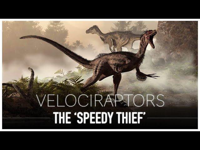 The Great Velociraptor: The Turkey Sized 'Speedy Thief' | Dinosaur Documentary