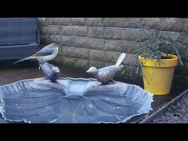 Beautiful little grey wagtail visiting the garden bird bath (Motacilla Cinerea)