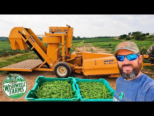 INCREDIBLE GREEN BEAN HARVESTING MACHINE:  OXBOW BH100