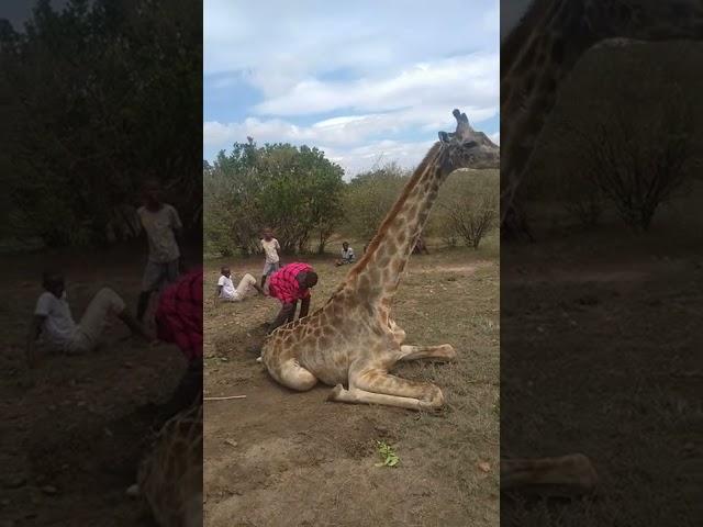 Severe drought killing even wildlife #nationalgeographic #bbcearth #realwild #africageovideo