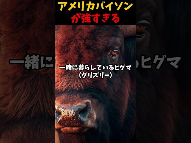 バイソンが強すぎる #動物 #雑学 #アメリカ #バイソン