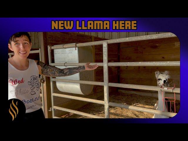 Welcoming Home A New Llama