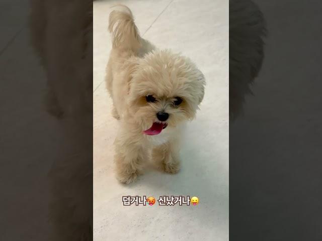 #반려견 #말티푸 #말티푸토리 #maltipoo #토리의하루 #puppy #cutedog #pets #강아지