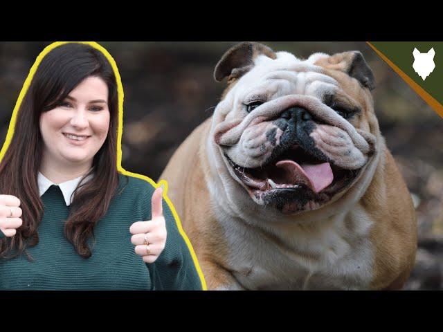 How Much Does A ENGLISH BULLDOG Cost?