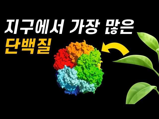 광합성의 치명적인 문제점!｜가장 많지만 바보 같은 단백질, 루비스코 이야기