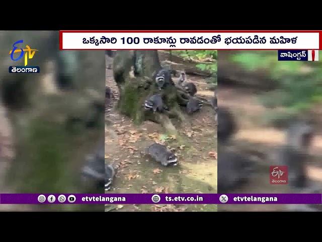 Woman Left Her Home After being Attacked by Raccoons | రాకూన్ల దెబ్బకు ఇళ్లు వదిలిపారిపోయిన మహిళ