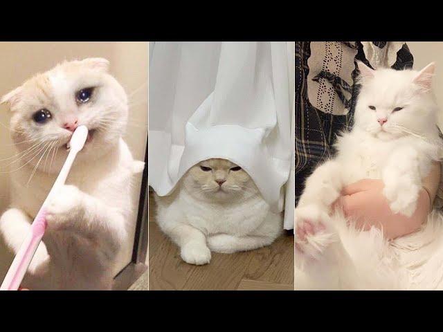 Funniest Cats | Don't try to hold back Laughter | Cutest Lands Part 46