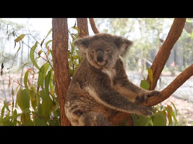 Brisbane, Australia - Short Video Edit