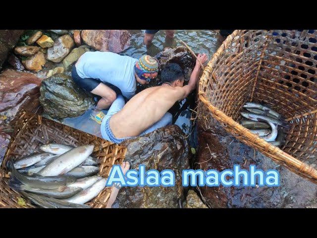 Fishing  in #himlayan River of #nepal #aslaa machha ||traditional way||#countryside part 2 