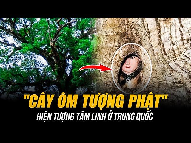 BÍ ẨN "CÂY ÔM TƯỢNG PHẬT" Ở TRUNG QUỐC | HIỆN TƯỢNG TÂM LINH HAY KỲ QUAN SINH HỌC?